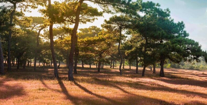 FLC Golf Tây Nguyên