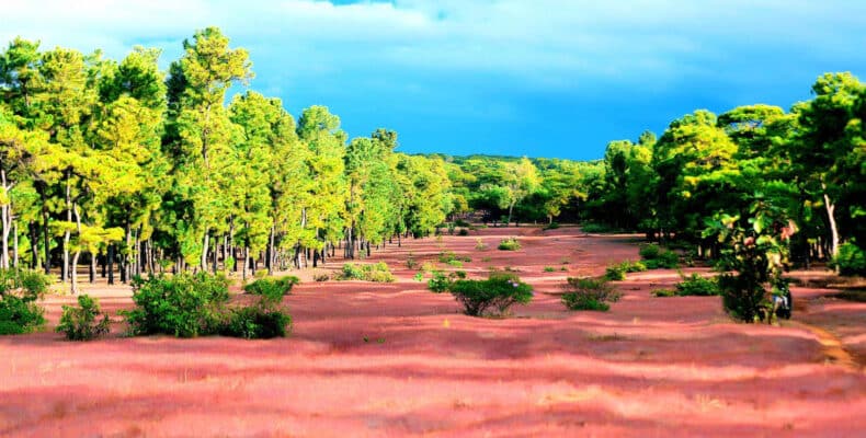 san-golf-rung-thong-pleiku-2026